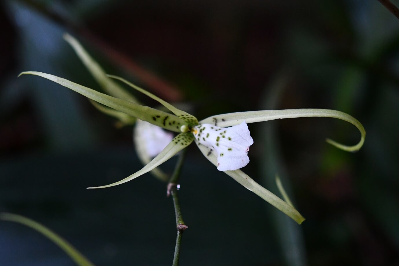 Brassia verrucosa